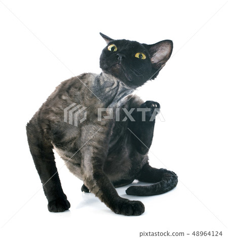 devon rex devon rex 48964124