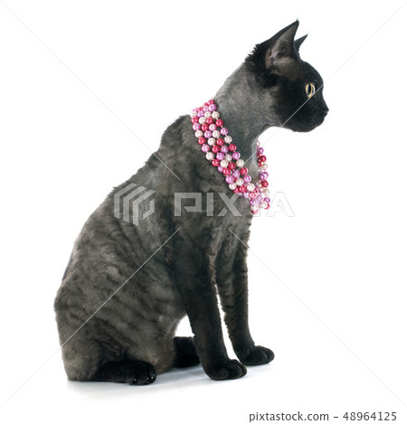 devon rex devon rex 48964125