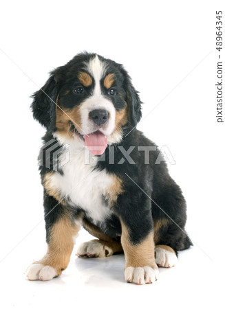 puppy bernese moutain dog 48964345
