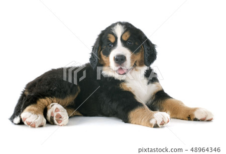 puppy bernese moutain dog 48964346