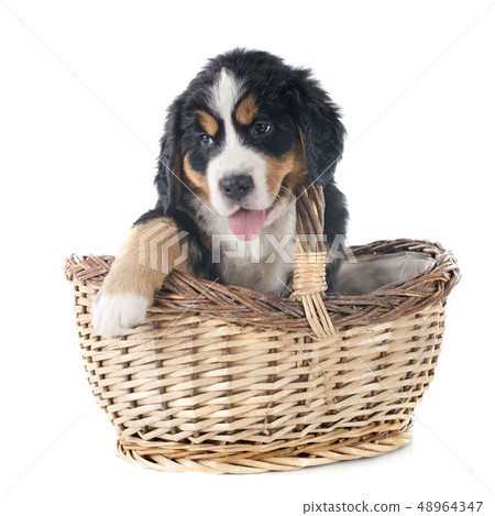 puppy bernese moutain dog 48964347