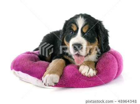 puppy bernese moutain dog 48964348