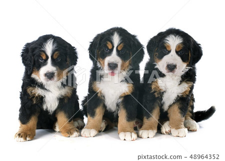 puppies bernese moutain dog 48964352