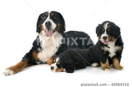 puppies and adult bernese moutain dog 48964358