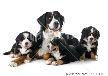 puppies and adult bernese moutain dog 48964359