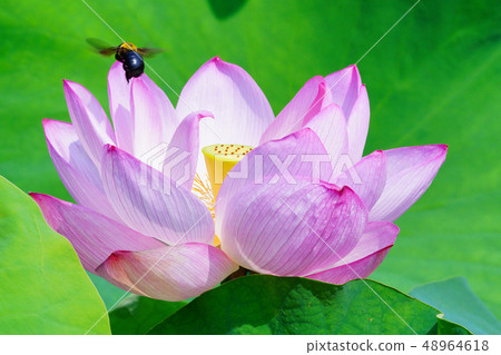 蓮花 蓮花 48964618