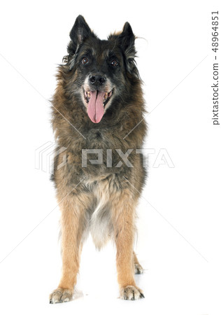 old belgian shepherd old belgian shepherd 48964851