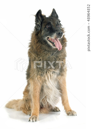 old belgian shepherd 48964852