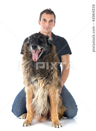 old belgian shepherd and man old belgian shepherd and man 48964856