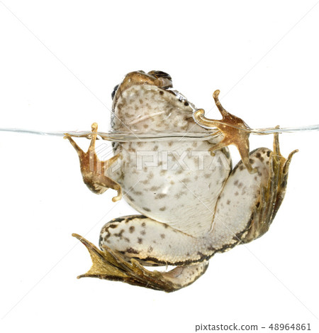 common frog 48964861