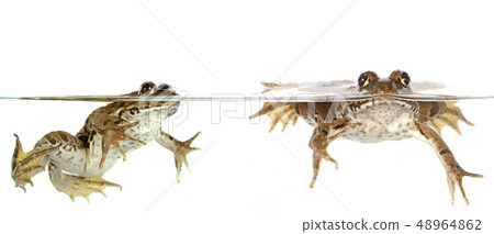 common frog 48964862