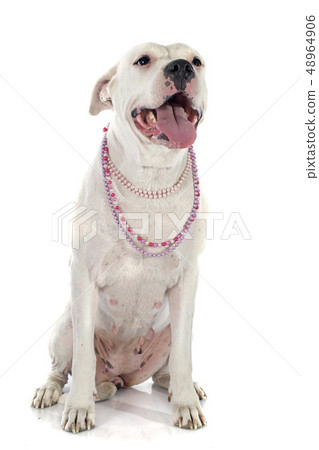 argentinian dog argentinian dog 48964906