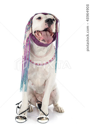 argentinian dog argentinian dog 48964908
