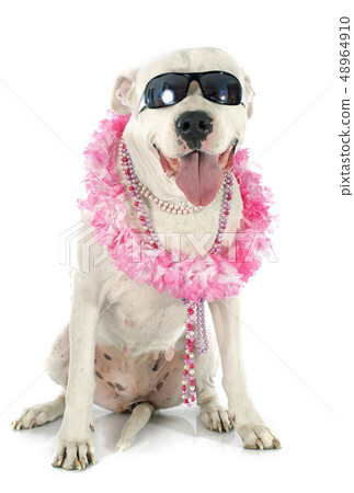 argentinian dog argentinian dog 48964910