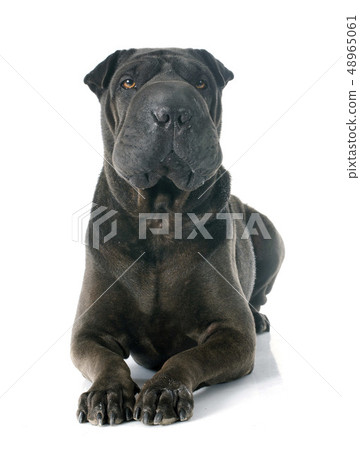 shar pei 48965061