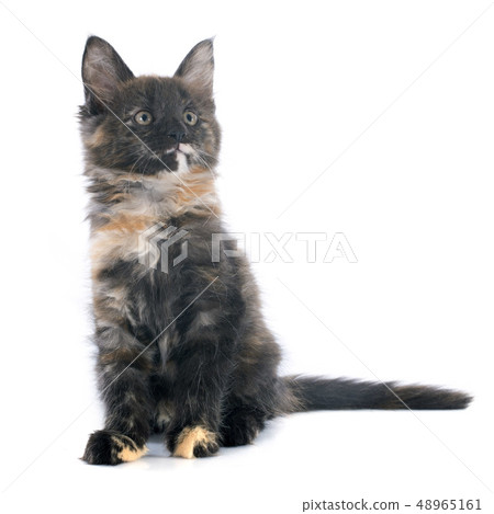 maine coon kitten maine coon kitten 48965161