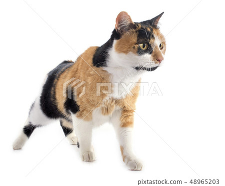 tricolor cat 48965203