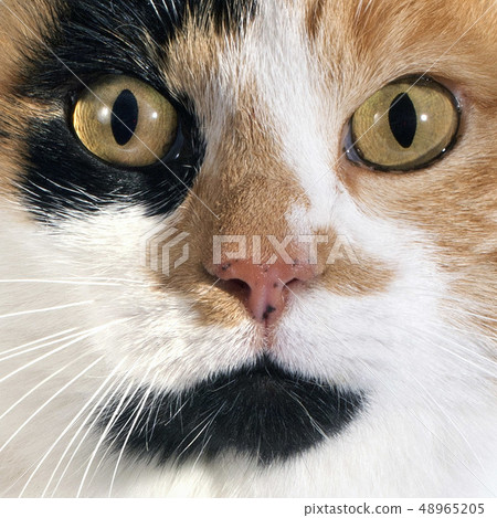 tricolor cat 48965205