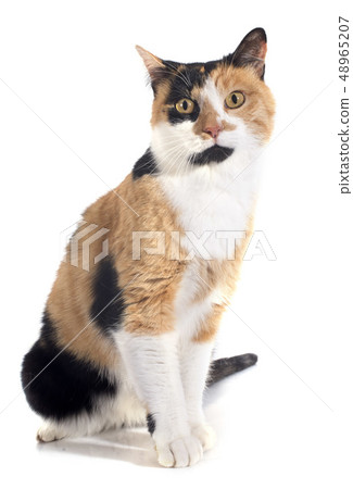 tricolor cat 48965207