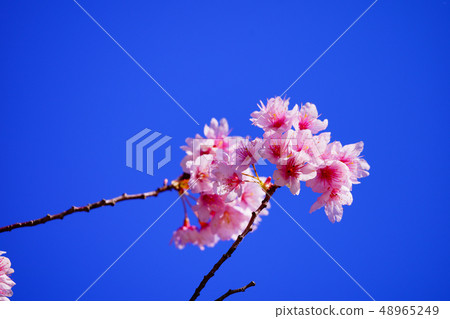 Cherry Blossoms Cherry Blossoms 48965249