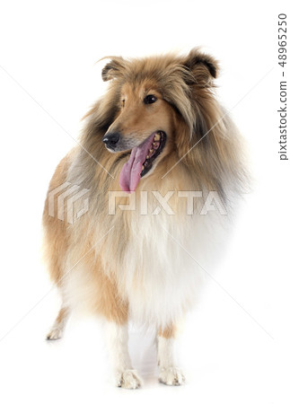 rough collie rough collie 48965250