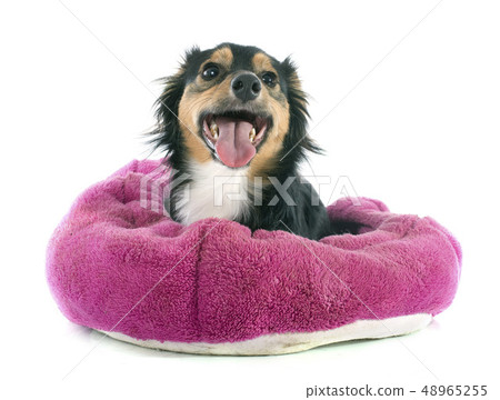 .Mixed-Breed dog 48965255