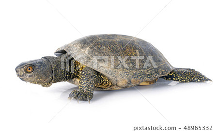 European pond turtle 48965332