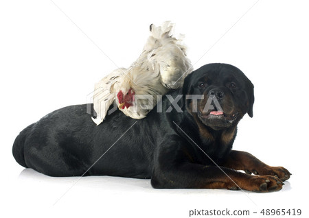 brahma rooster and rottweiler brahma rooster and rottweiler 48965419