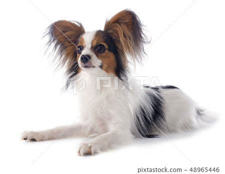 young papillon young papillon 48965446