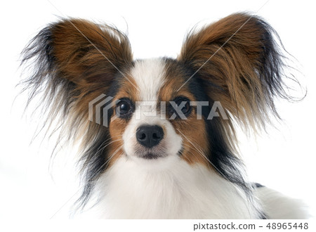 young papillon young papillon 48965448