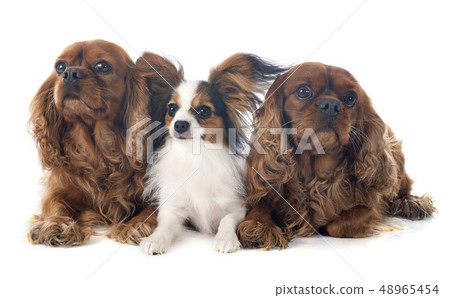 three dogs three dogs 48965454