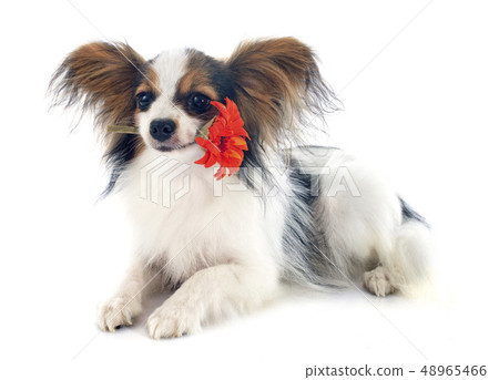 young papillon young papillon 48965466