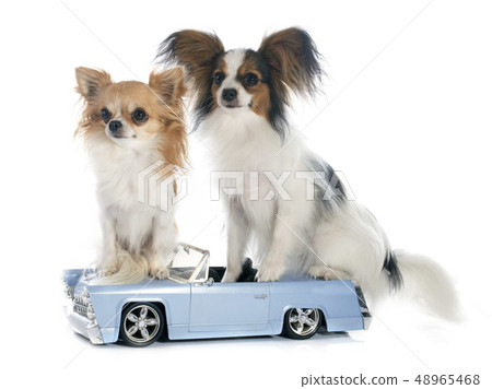young papillon and chihuahua young papillon and chihuahua 48965468