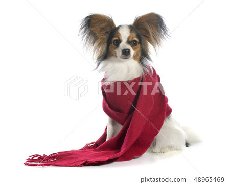 young papillon young papillon 48965469