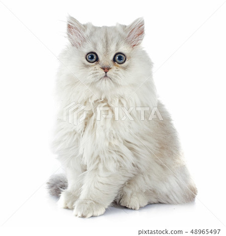 persian kitten 48965497