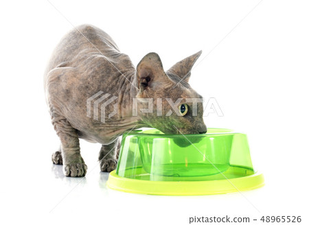 eating Sphynx Hairless Cat eating Sphynx Hairless Cat 48965526