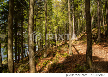 Landscape at the small Arbersee in Bavaria Landscape at the small Arbersee in Bavaria 48965963