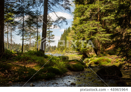 Landscape at the small Arbersee in Bavaria 48965964