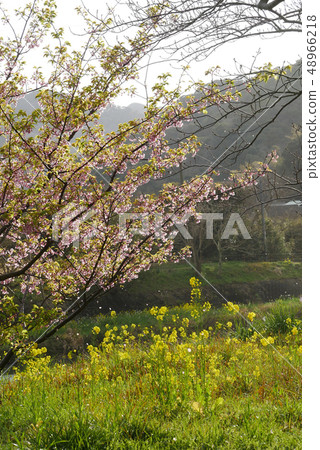 風景照片春天櫻花山伊豆沒有佐藤春天日本原始風景懷舊風景里山春天 48966218
