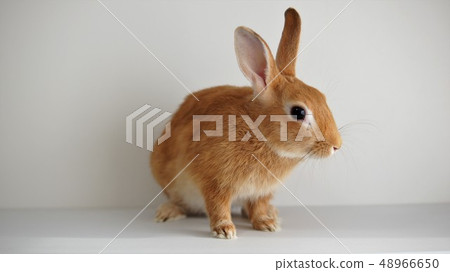 Rabbit  48966650