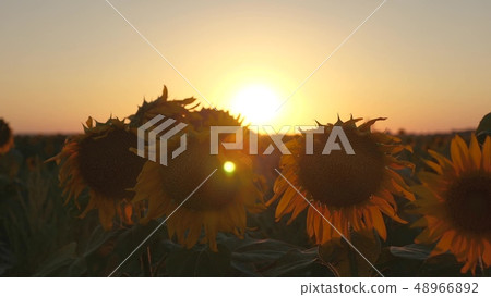 beautiful sunflower flowers in a field in the rays of a beautiful sunrise. close-up. agricultural beautiful sunflower flowers in a field in the rays of a beautiful sunrise. close-up. agricultural 48966892