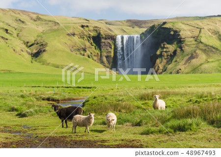 Sheep in a pasture near the Skogafoss waterfall in Sheep in a pasture near the Skogafoss waterfall in 48967493