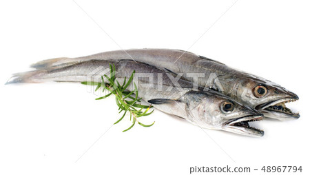 European hake European hake 48967794