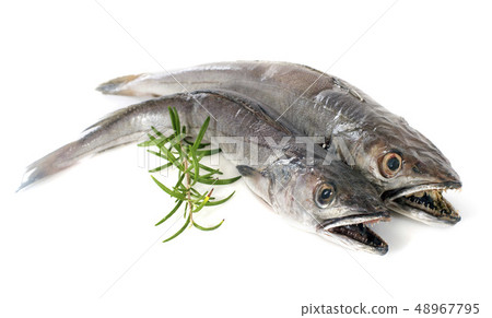European hake 48967795