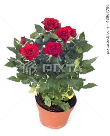 rose tree 48967796