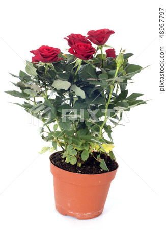 rose tree 48967797