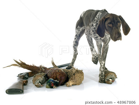 hunting games and dog hunting games and dog 48967806