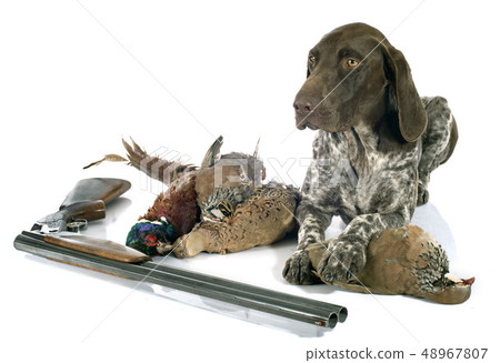 hunting games and dog 48967807