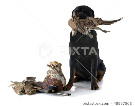 hunting dogs 48967808