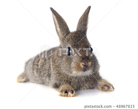 European rabbit 48967815